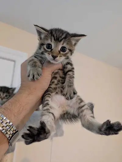 Baby Kittens Dewormed, View more