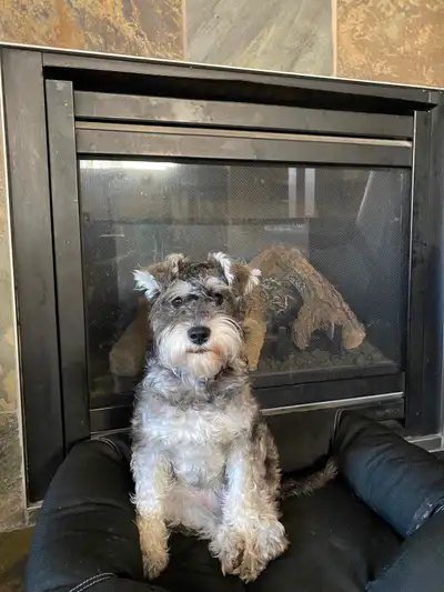 PENDING Cute Miniature Schnauzer, View more