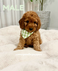 Purebred Toy Poodle Puppies Available