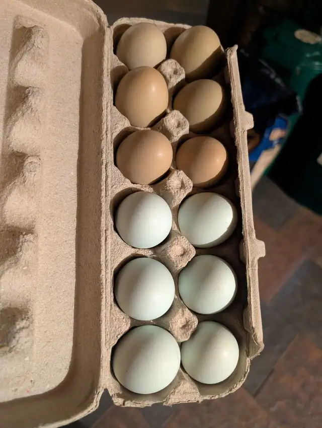 fresh Farm egg's 441075153639188481