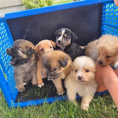 Jack Russell mixed puppies, View more