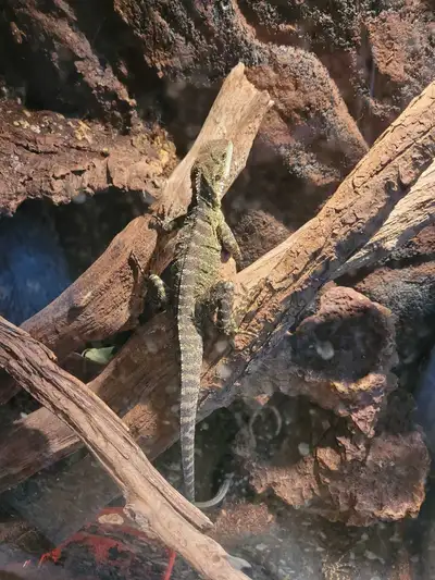 Reptile Rescue, View more
