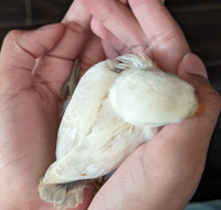 Baby Fischer lovebird for sale handfeeding