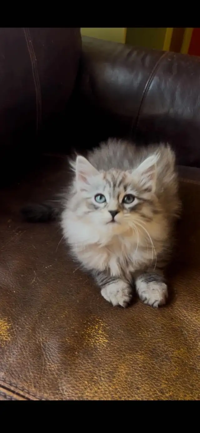(Dollface Chinchilla) Persian Ragdoll Female Kitten | Cats & Kittens ...