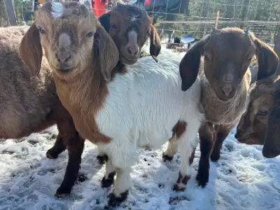 Boer kid buckling, View more