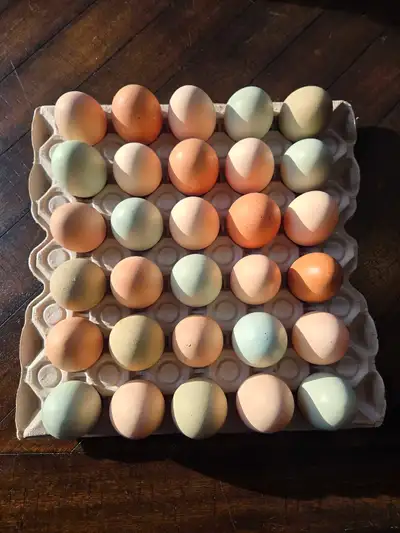 Hatching Eggs - Many Breeds, View more
