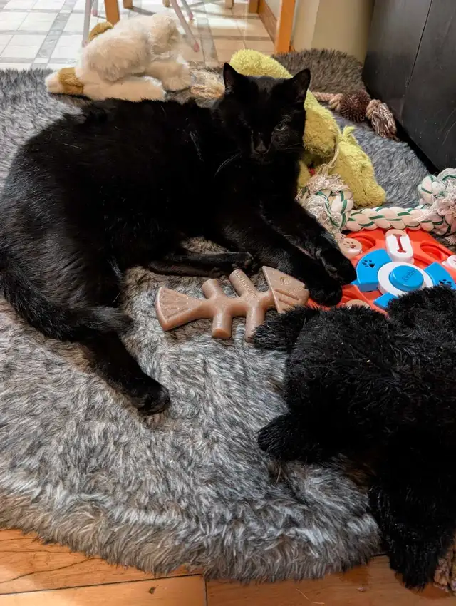 Barn Cats for Rehoming  in Cats & Kittens for Rehoming in Edmonton - Image 4