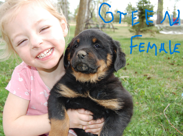rottweiler puppies in Dogs & Puppies for Rehoming in Edmonton - Image 2