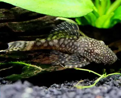 The perfect fish to help clean and keep your tank in check from algae and diatom blooms. Extremely h...