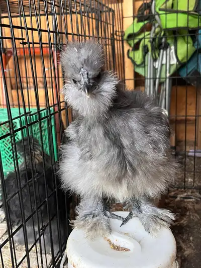 juvenile silkie rooster, View more