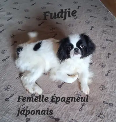 Japanese Chin in Canada / Épagneul Japonais, View more