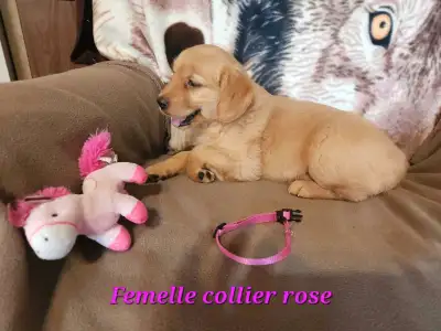 chiot golden retriever blond et doré pure race prêt à partir, View more