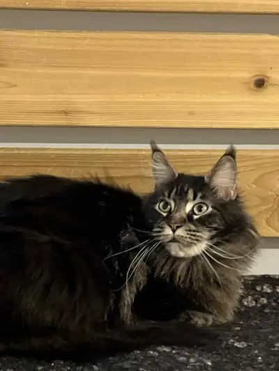 chat mainecoon retraite, View more