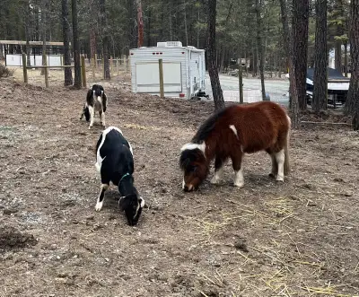 ISO goat ! , View more