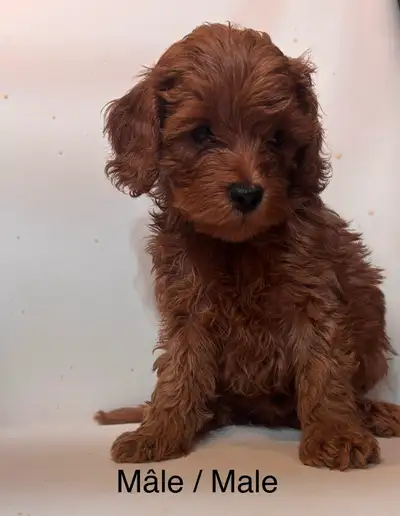 COCKAPOOS MINI COCKAPOO, View more