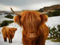 ISO:Highland cow/heifer