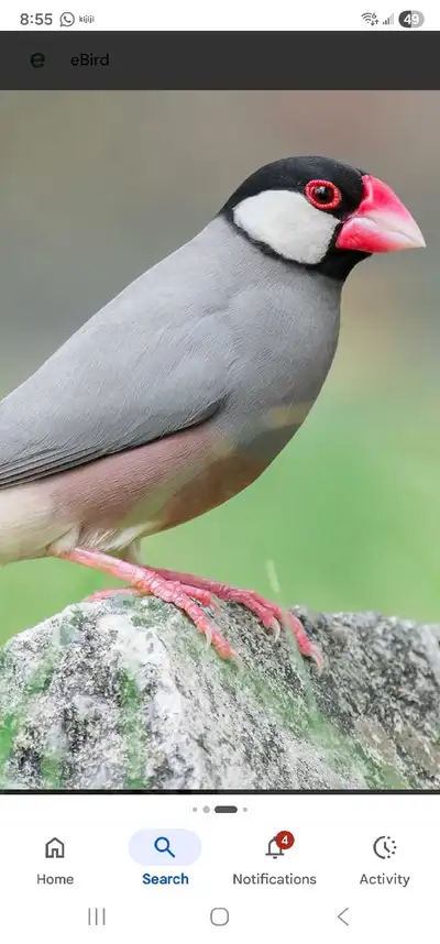 Very healthy female java for pet or breeding 60 each