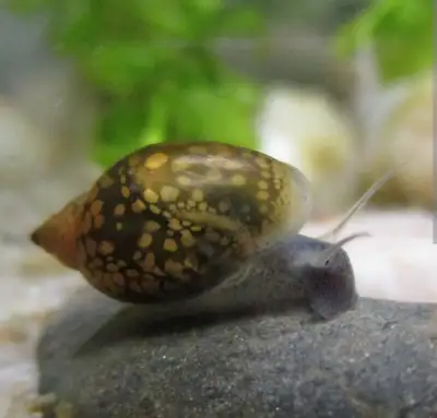 bladder snails/ pea puffer food, View more
