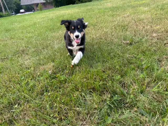 chiot Border Collie in Dogs & Puppies for Rehoming in Trois-Rivières - Image 7
