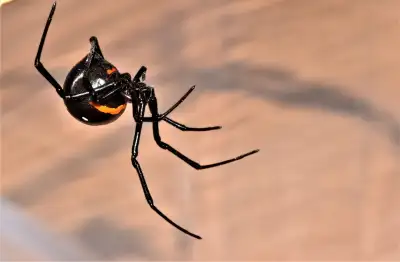 Female Latrodectus menavodi *PENDING*, View more
