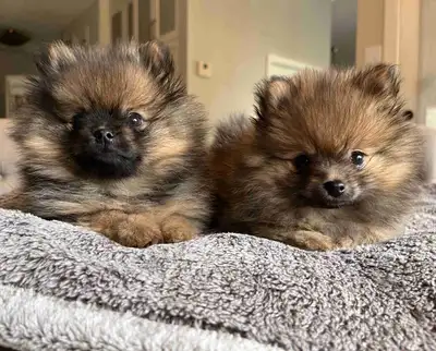 Pom puppies!, View more