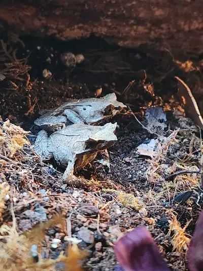 Javan Horned Frog - Megophrys montana, View more