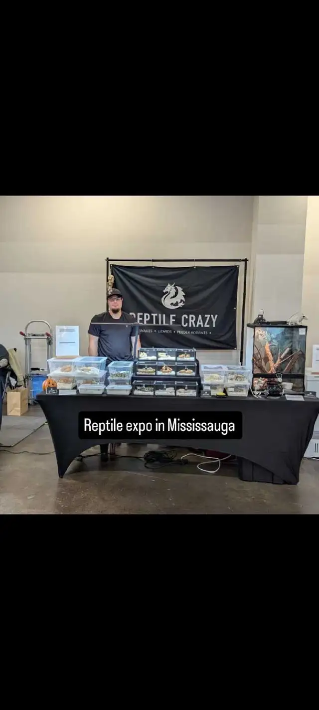 Ball Pythons, Boas, and Feeders New year DEALS!!! in Reptiles & Amphibians for Rehoming in Kitchener / Waterloo - Image 10