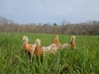 Young Pullets