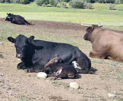 dexter cow/calf pair and yearling heifer, View more