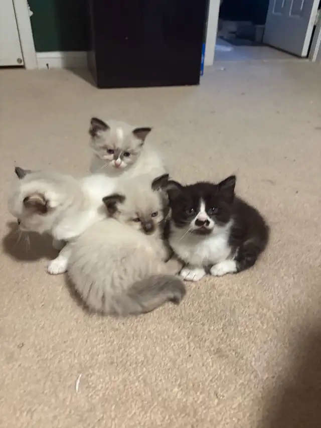 maine coon and ragdoll