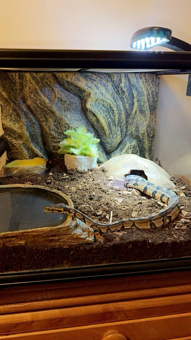 ball python  in Other in Mississauga / Peel Region