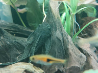 3 longfin bristle nose plecos 