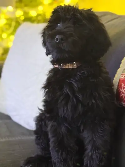 Bernedoodle for Sale, View more