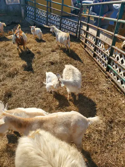 Young goats ready to go, View more