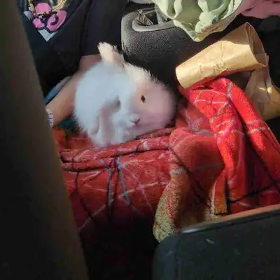 3 angora rabbits, View more