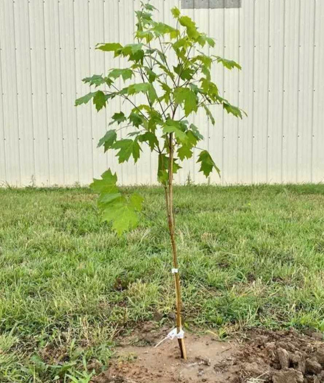 Young Sugar Maple and White Oak Trees for Sale in Plants, Fertilizer & Soil in Brockville