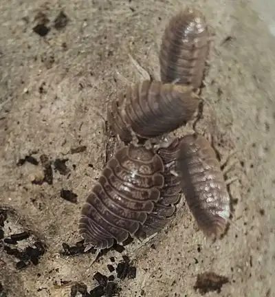 porcellio dilatatus giant canyon, View more