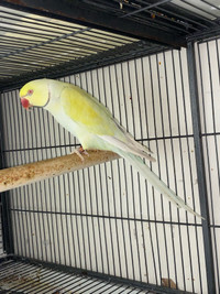 Baby Indian ringneck for sale