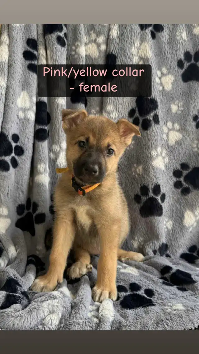 German Shepard / Husky mix pups. in Dogs & Puppies for Rehoming in Thunder Bay - Image 7