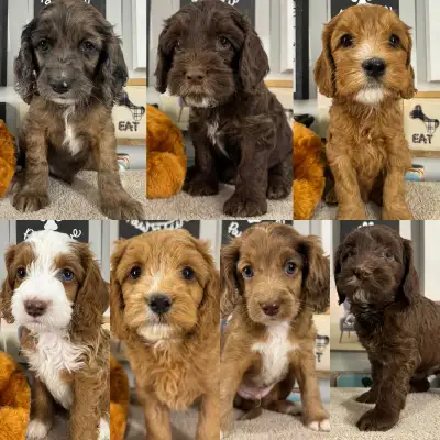 F2 Cockapoos, View more