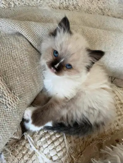 GORGEOUS BABY RAGDOLLS ! BICOLOR RAGDOLLS AVAILIBLE!!!!, View more