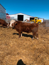 Full blood Simmental bulls two year olds