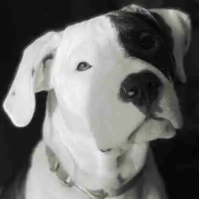 Dog for rehoming Calgary, View more