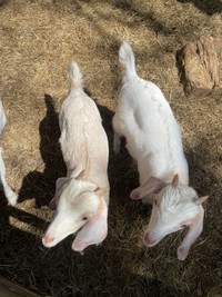 Yearling Does and Bottle babies.