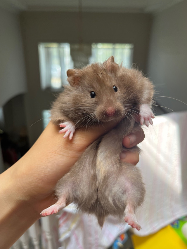 pedigreed baby hamsters - hamstery waitlist open in Small Animals for Rehoming in Charlottetown - Image 3