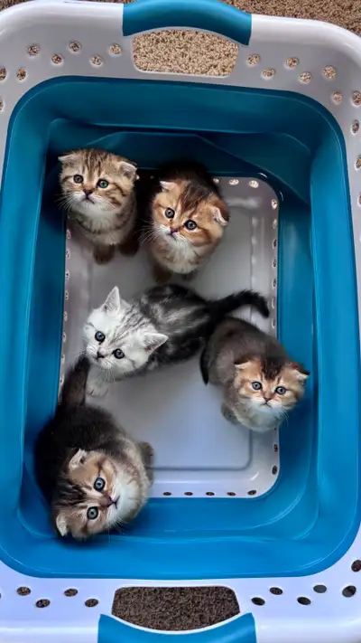 Purebreed  British straight / Scottish fold short hair, View more