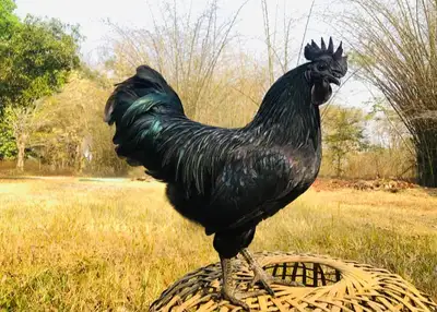 Quality Purebred Lamborghini eggs Ayam Cemani chicken, View more