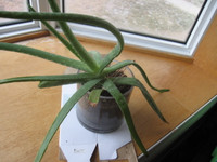Healthy Aloe Vera Plant