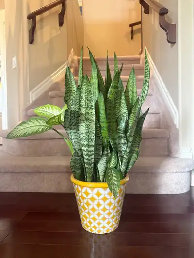 Selling a beautiful Sanseveria with a fancy pot, View more