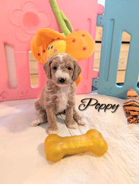 Perfect poodles puppies